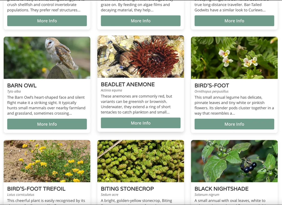 Lihou Wildlife Explorer interactive species guide built by Lisia Digital